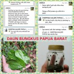 Daun bungkus